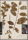 Foto von Salix caprea L. x Salix daphnoides Vill.